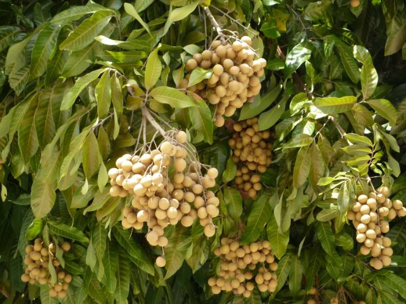 Tropical Fruits in Homestead, FL
